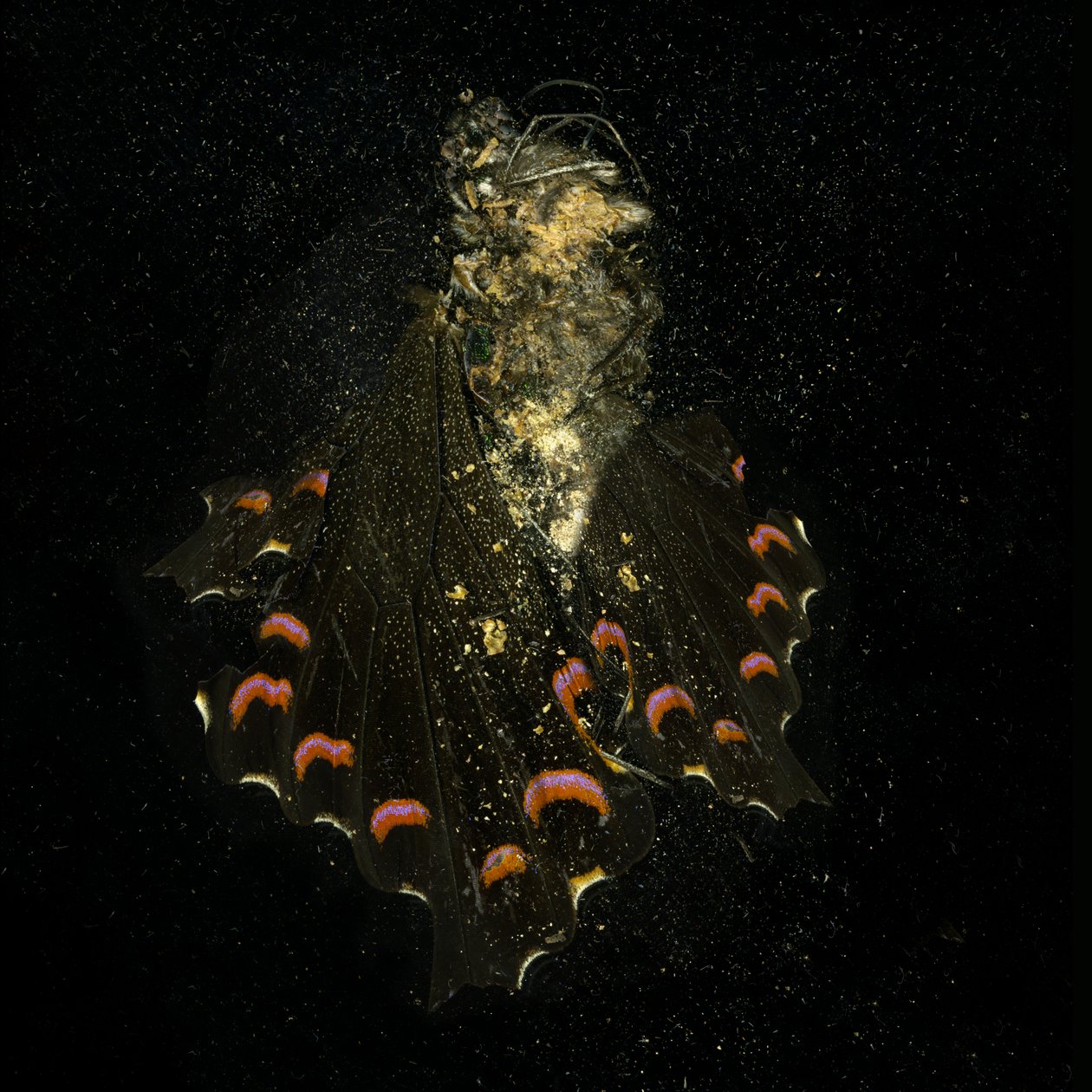 Insecticida 28, 2011 (fotografía tipo C) de Mat Collishaw