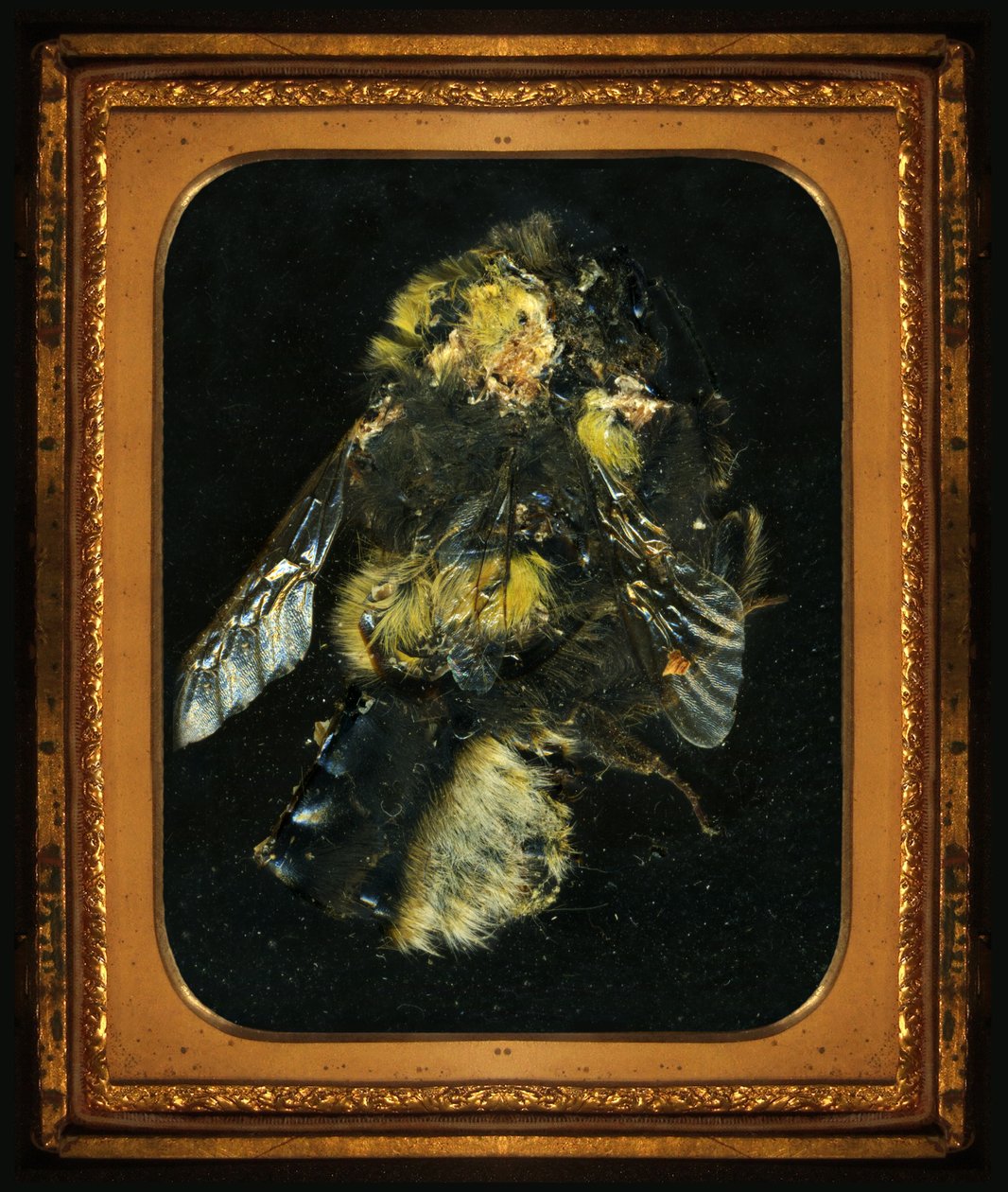 Insecticida 2, 2006 (fotografía tipo C) de Mat Collishaw