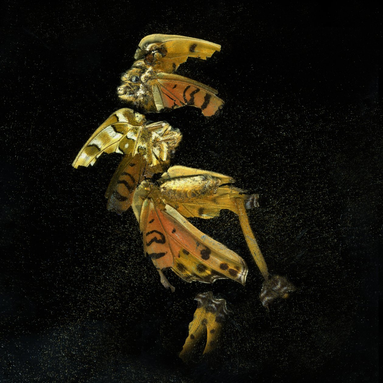 Insecticida 35, 2011 (fotografía tipo C) de Mat Collishaw