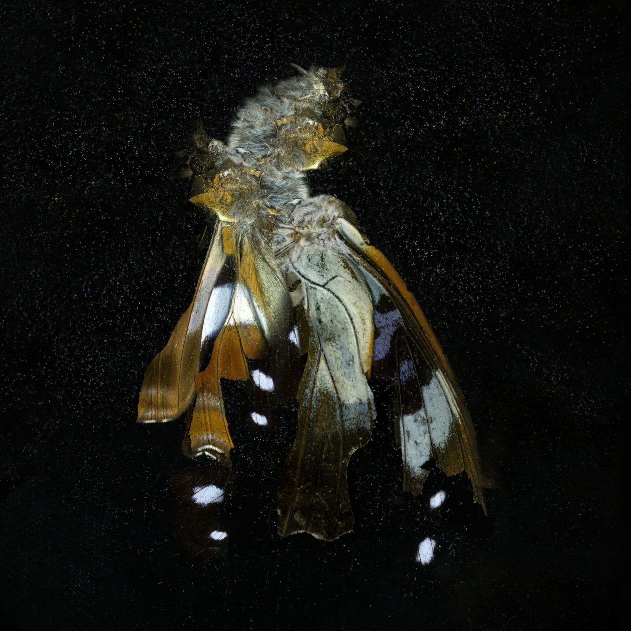 Insecticida 38, 2011 (fotografía tipo C) de Mat Collishaw