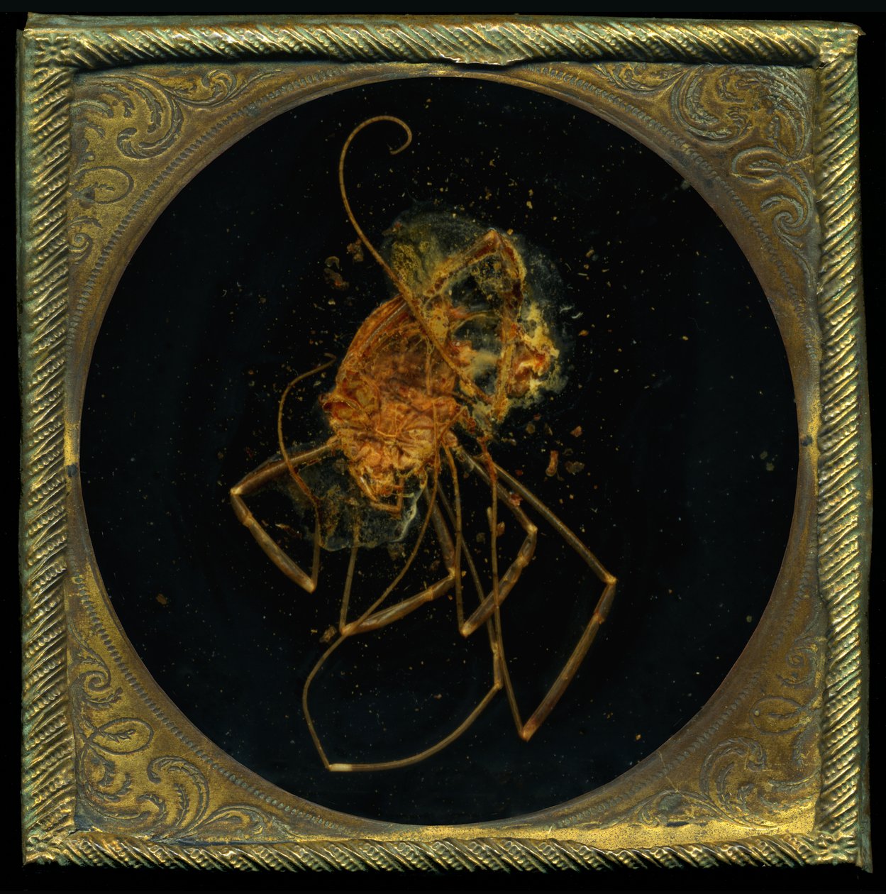Insecticida 5, 2006 (fotografía tipo C) de Mat Collishaw