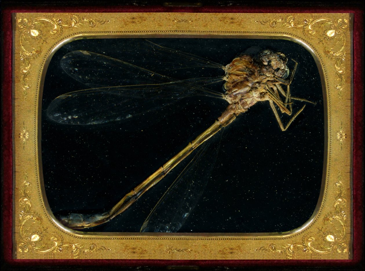 Insecticida 7, 2006 (fotografía tipo C) de Mat Collishaw
