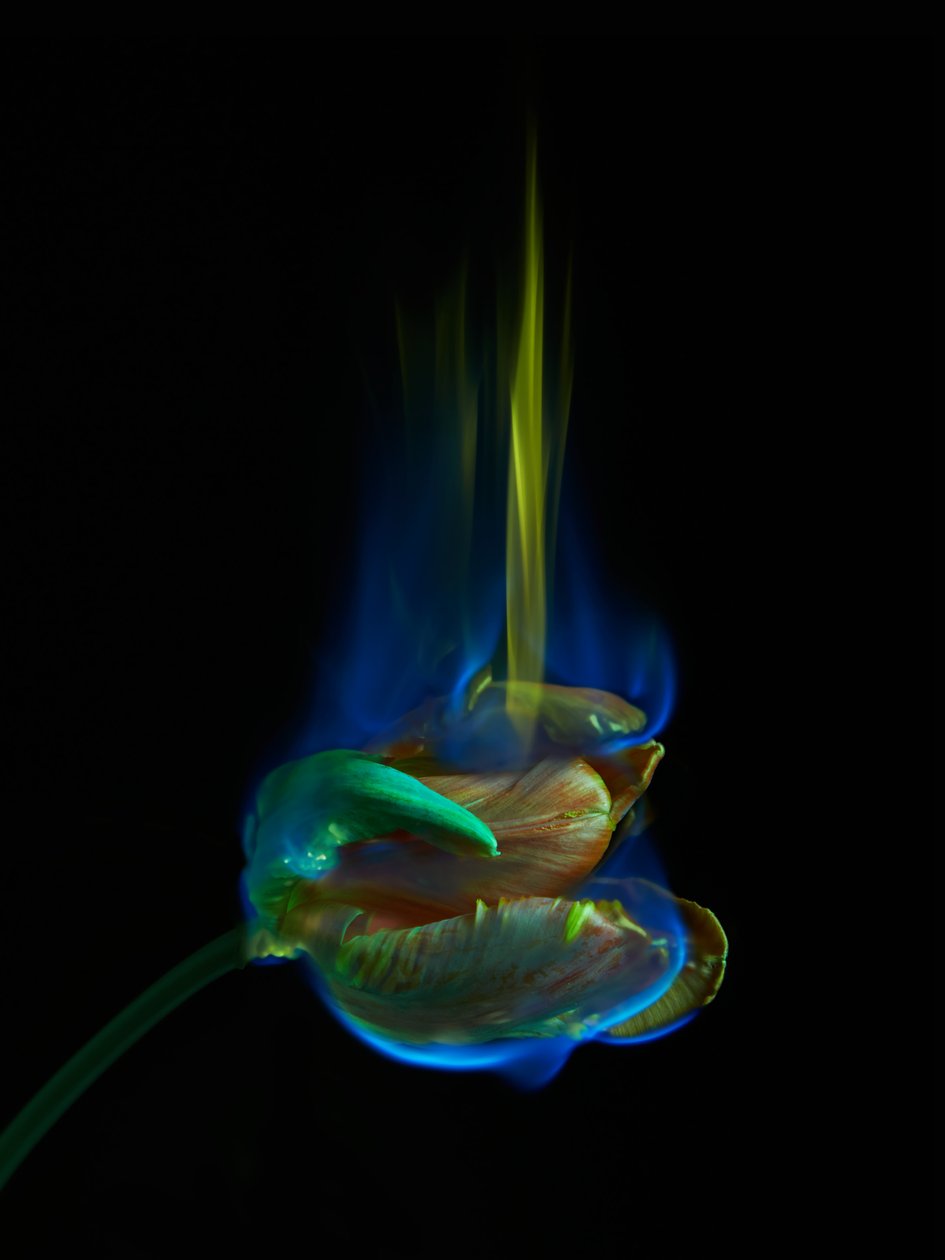 La página envenenada, 2013 (fotografía tipo C) de Mat Collishaw