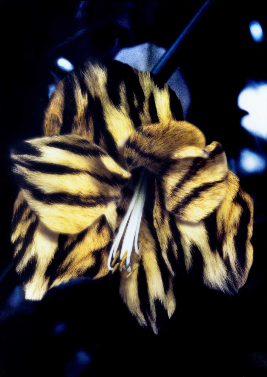 Lirio de piel de tigre de Mat Collishaw