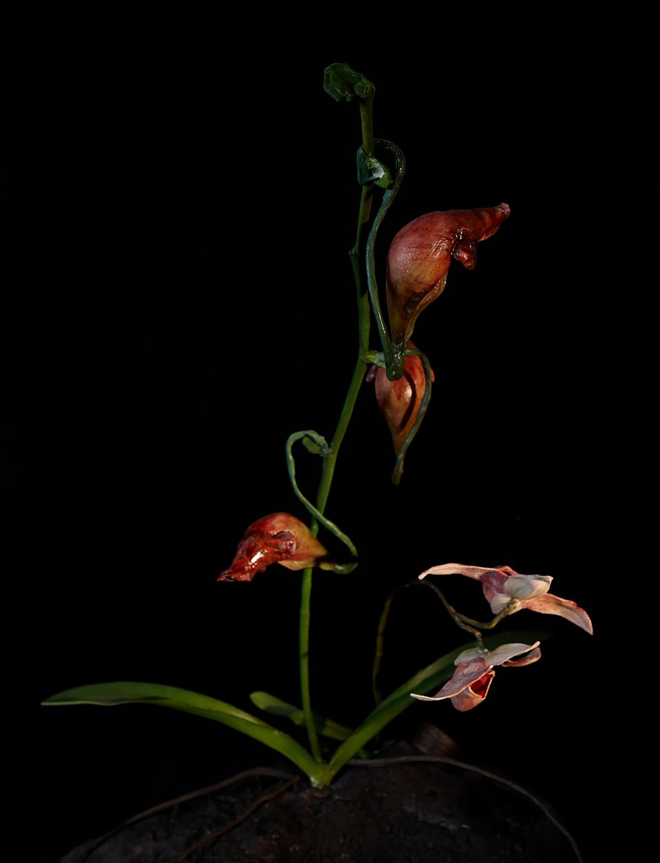 Venal Muse, Lafage, 2012 (resina, pintura esmaltada, madera, vidrio, acero) de Mat Collishaw