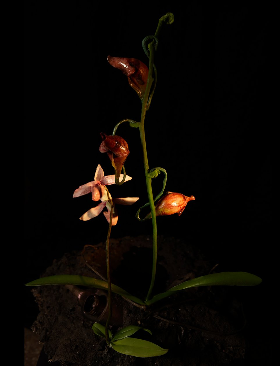Venal Muse, Lafage, 2012 (resina, pintura esmaltada, madera, vidrio, acero) de Mat Collishaw