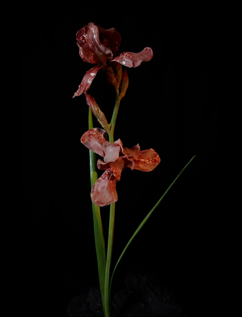 Venal Muse, Viridor, 2012 (resina, pintura esmaltada, madera, vidrio, acero) de Mat Collishaw