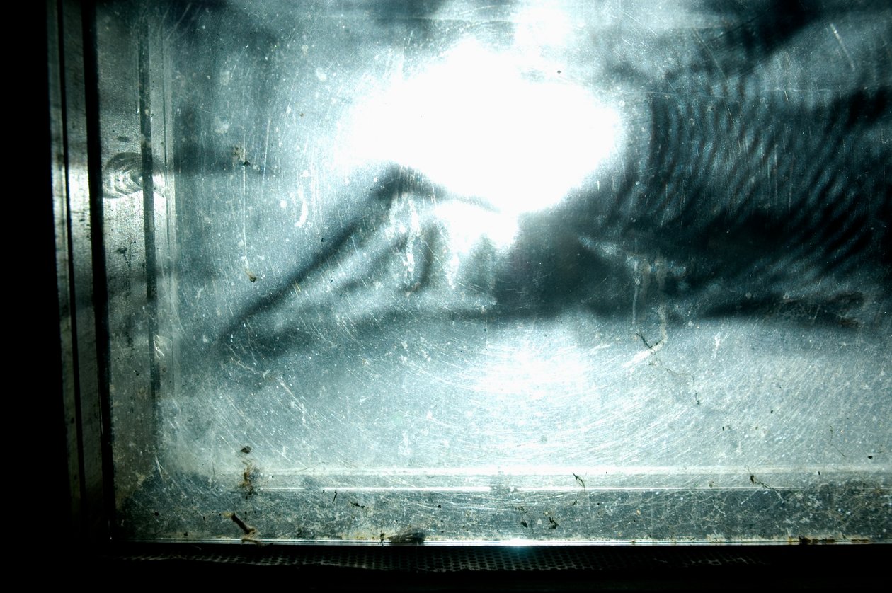 Wormery, 2009 (madera, vidrio, acero, proyector y reproductor) de Mat Collishaw