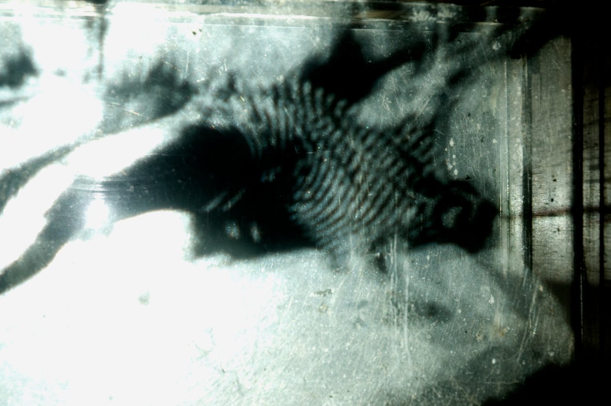 Wormery, 2009 (madera, vidrio, acero, proyector y reproductor) de Mat Collishaw