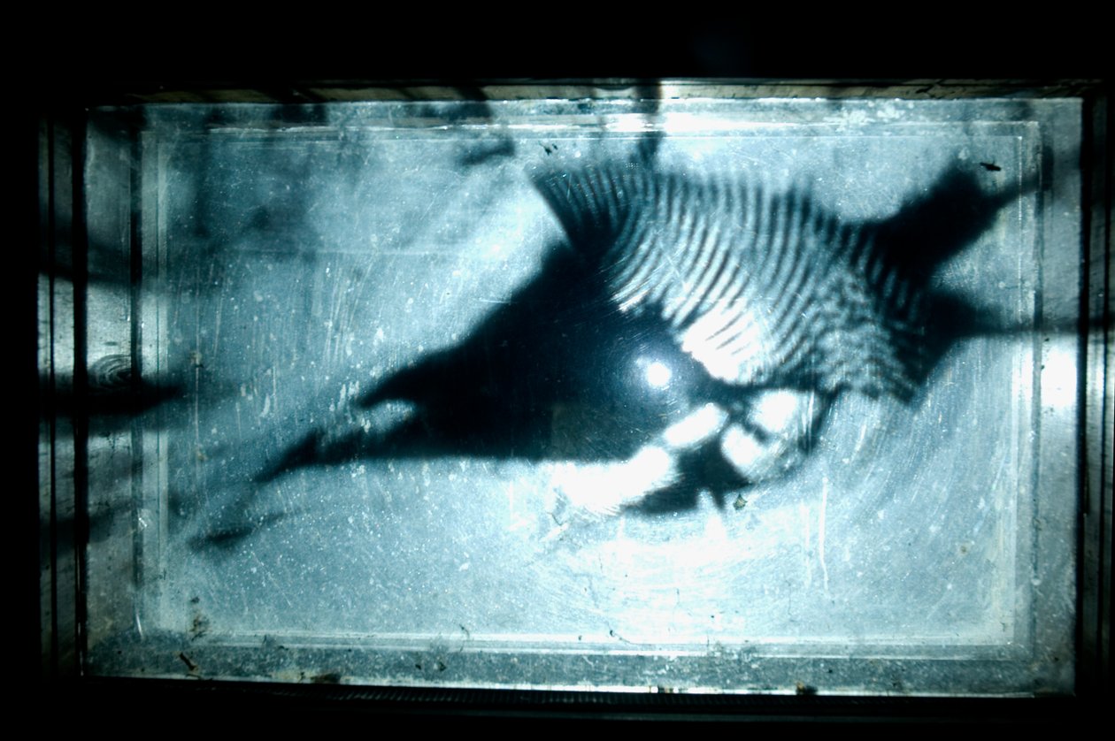 Wormery, 2009 (madera, vidrio, acero, proyector y reproductor) de Mat Collishaw