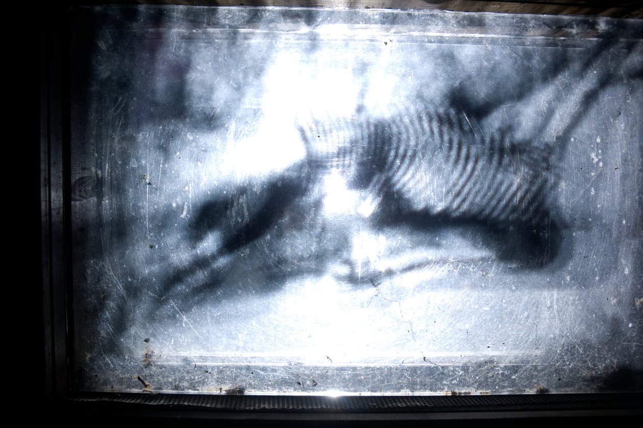 Wormery, 2009 (madera, vidrio, acero, proyector y reproductor) de Mat Collishaw