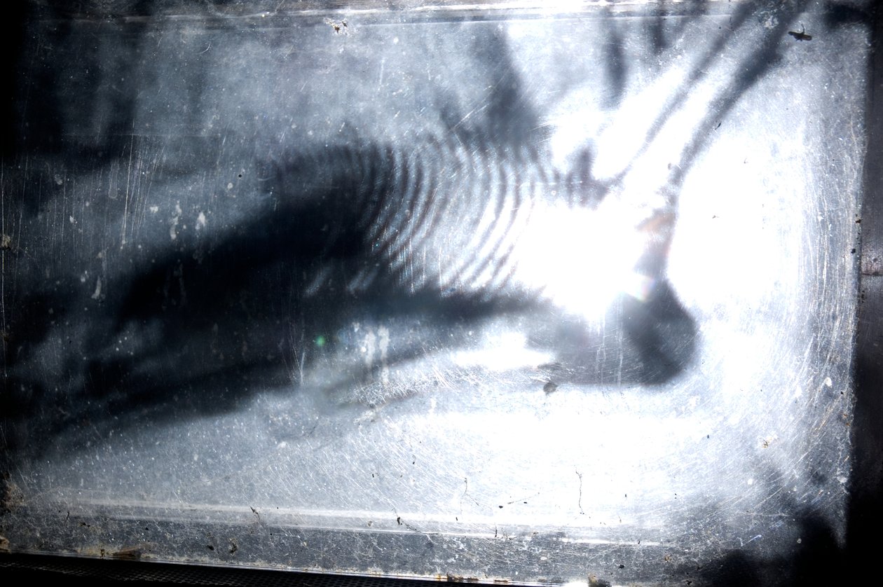 Wormery, 2009 (madera, vidrio, acero, proyector y reproductor) de Mat Collishaw