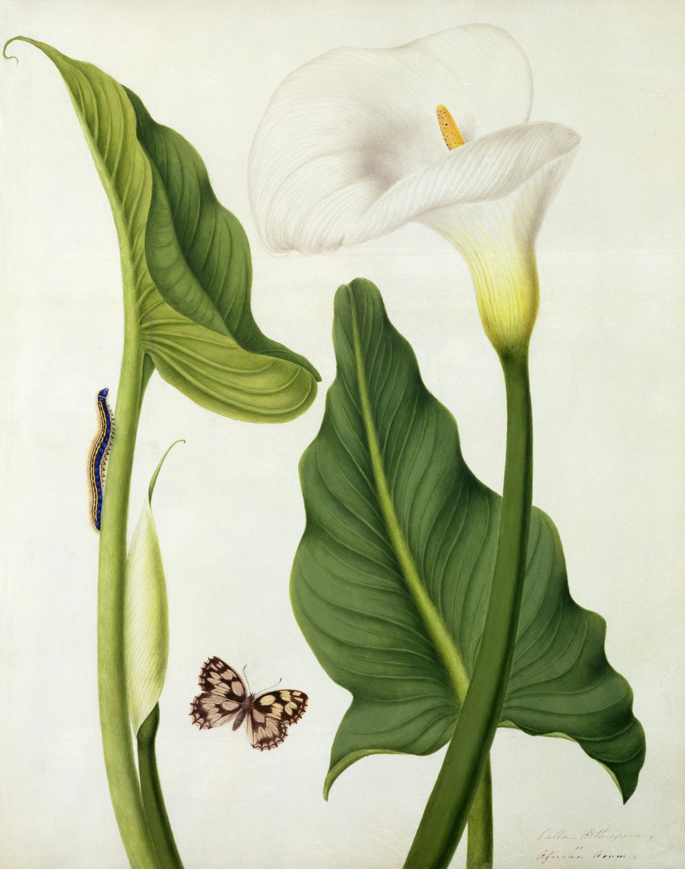 Calla Aethiopica con mariposa y oruga de Matilda Conyers