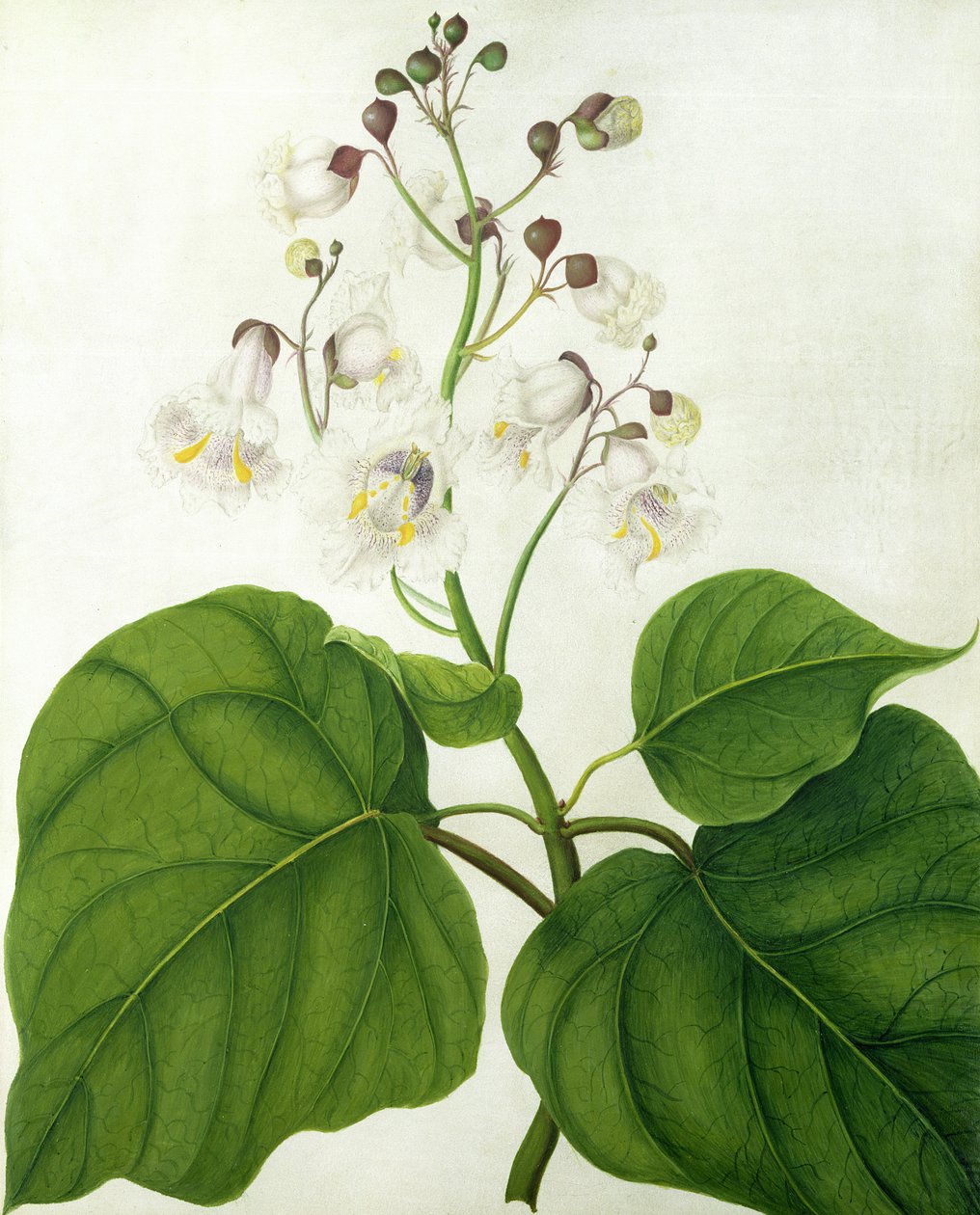Catalpa Speciosa de Matilda Conyers