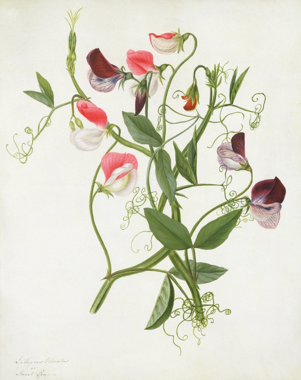 Lathyrus Odoratus de Matilda Conyers