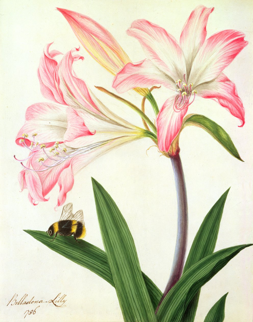 Lilium Belladonna y abeja, 1786 de Matilda Conyers