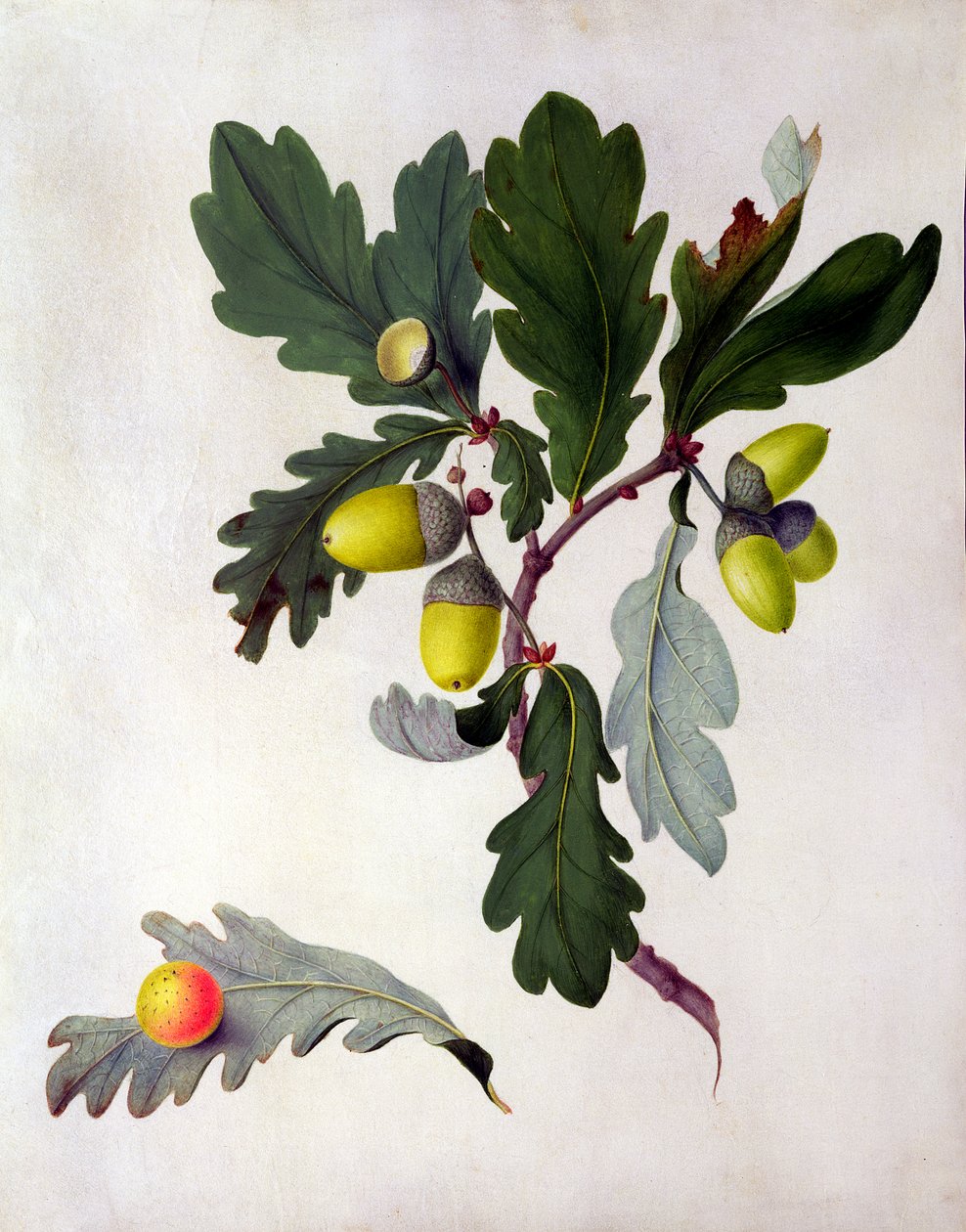 Quercus de Matilda Conyers