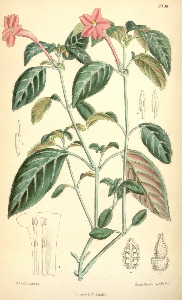 Ruellia portellae de Matilda Smith