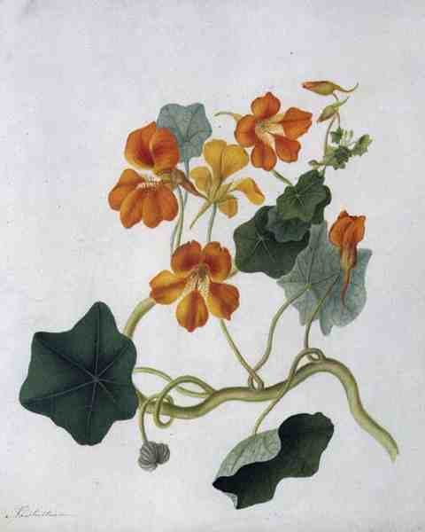 Tropaeolum de Matilda Conyers