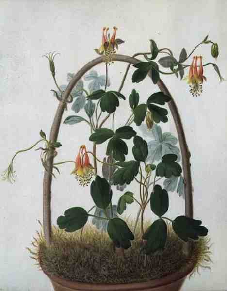Tropaeolum Tuberosum de Matilda Conyers