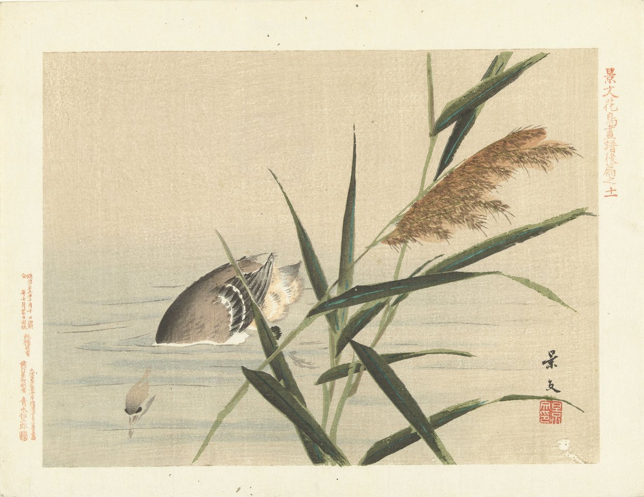 Pato de buceo por caña Bocetos de flores y pájaros de Keibun - tercera parte (título de la serie) Keibun kacho gafu kohen (título de la serie sobre el objeto) de Matsumura Keibun