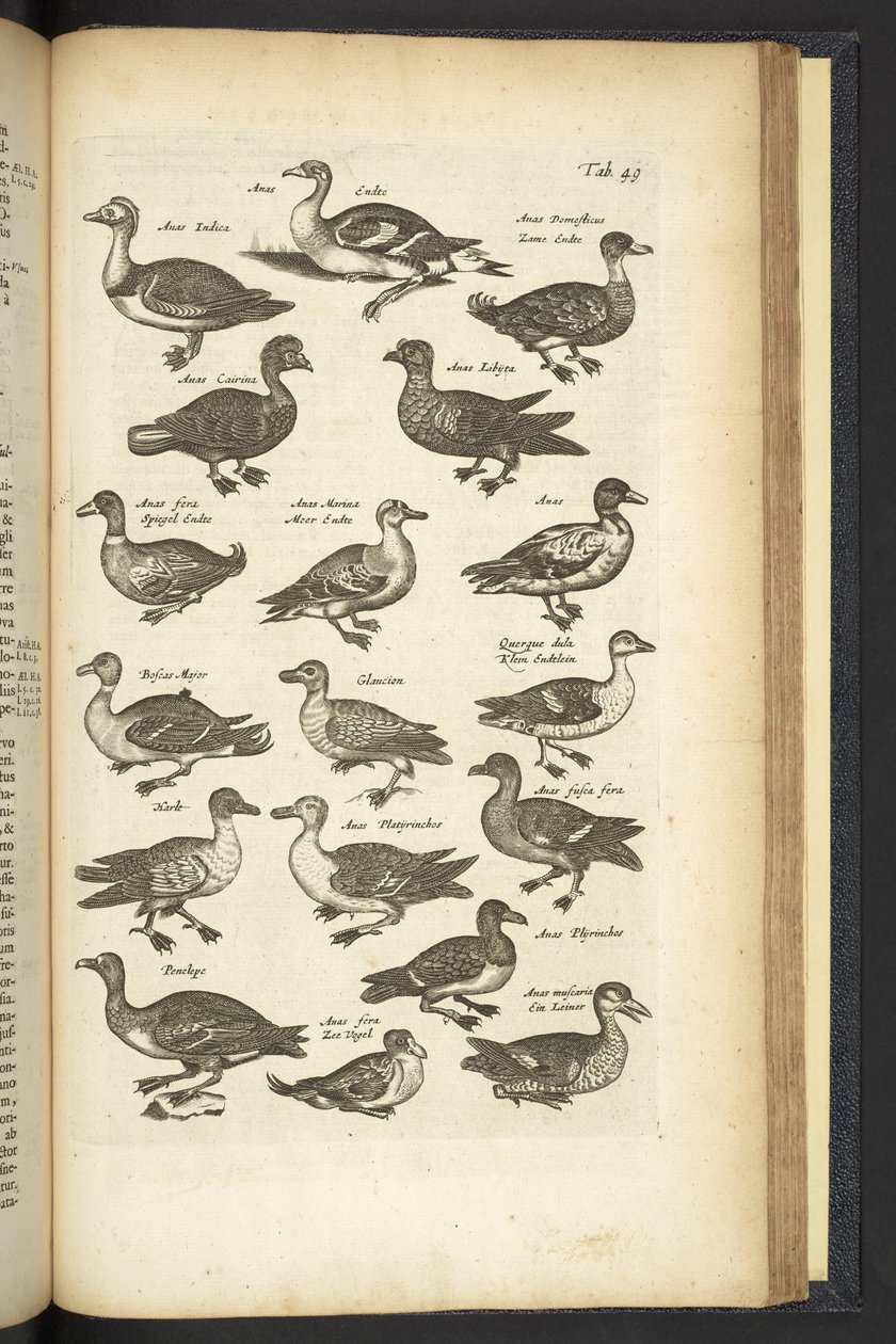 Pestaña 49, Patos, Ilustración de 