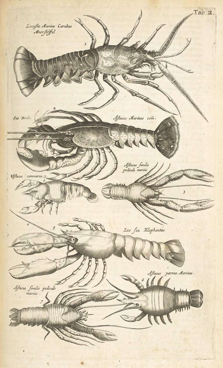 Ficha II, Langostas, Ilustración de 