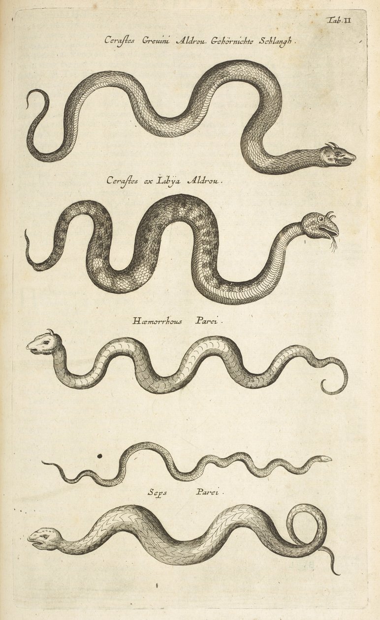 Ficha II, Serpientes, Ilustración de 