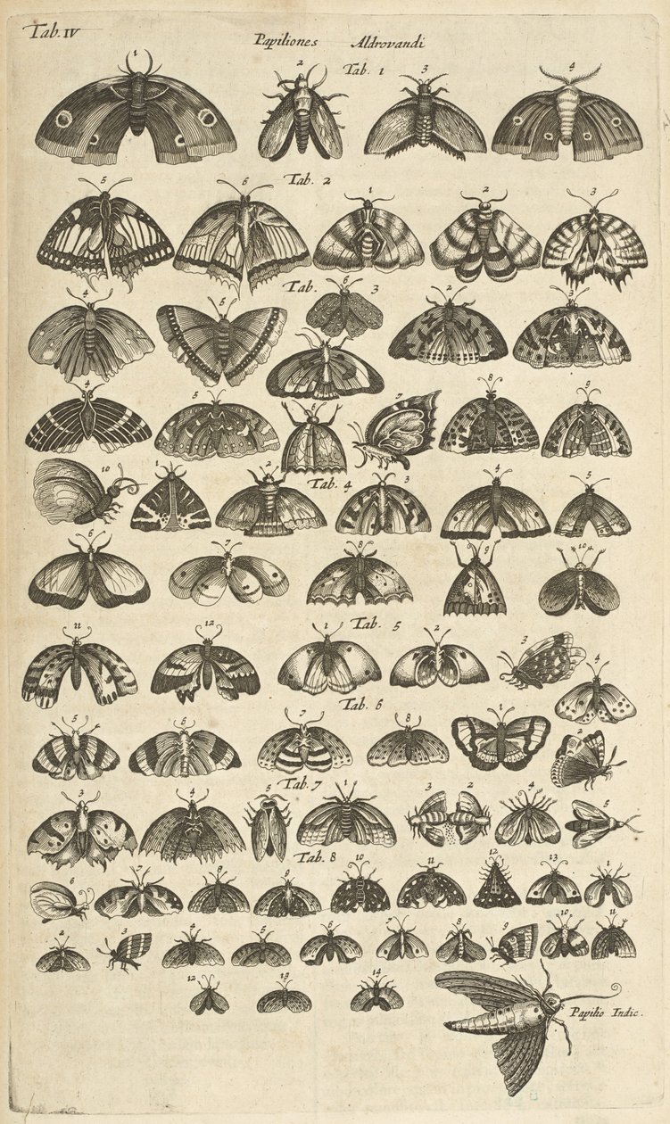 Pestaña. IV, mariposas y polillas, ilustración de 