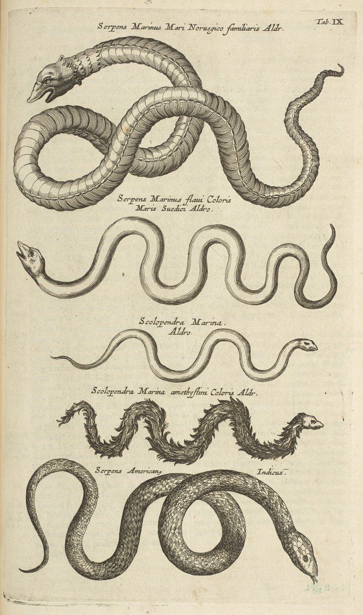 Ficha IX, serpientes marinas, ilustración de 