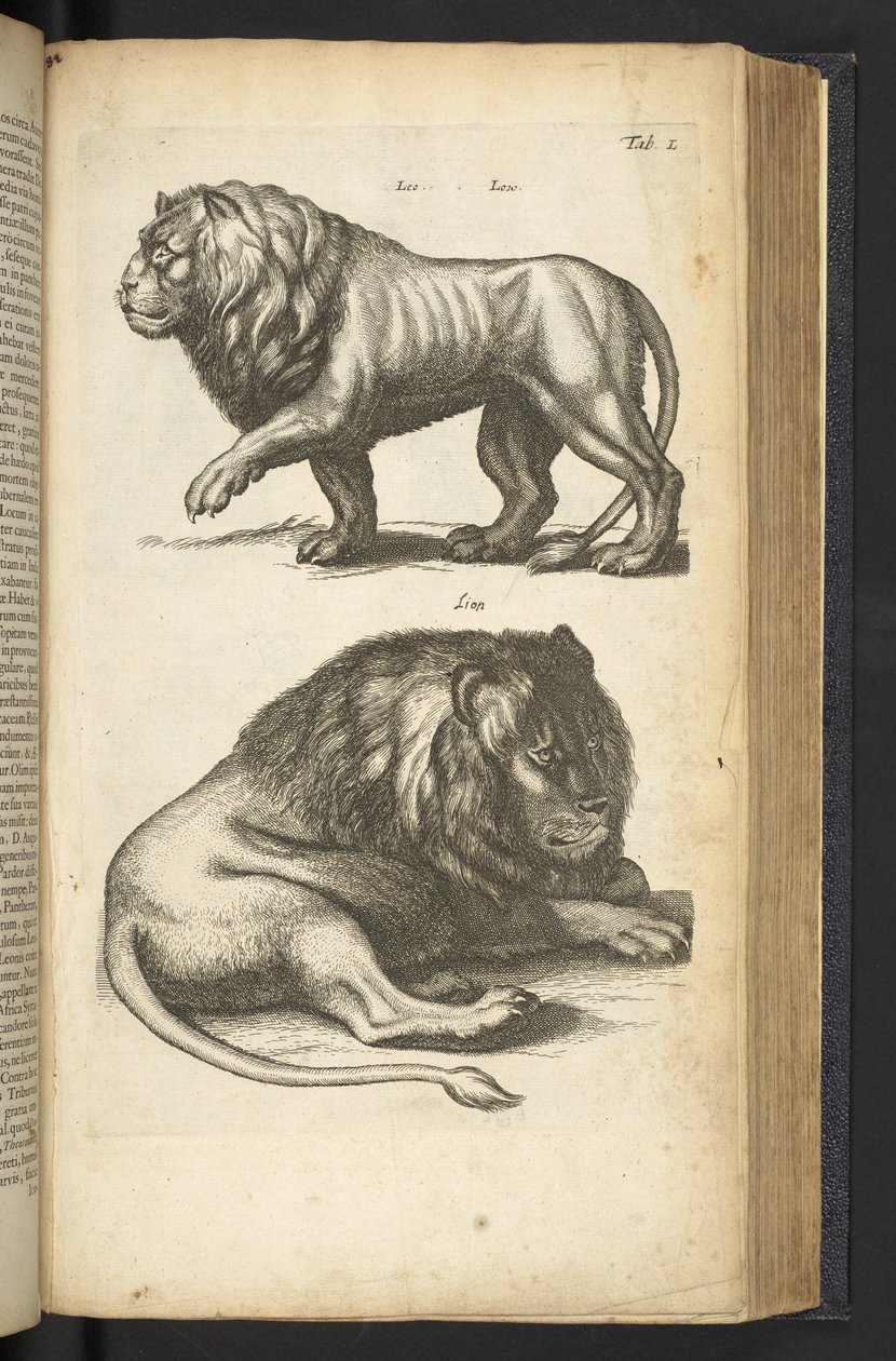 Ficha L, Leones, ilustración de 