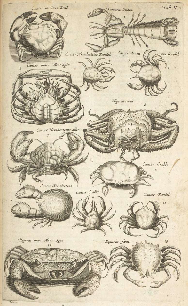 Ficha V, cangrejos, ilustración de 