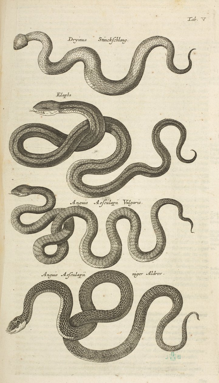 Ficha V, Serpientes, Ilustración de 