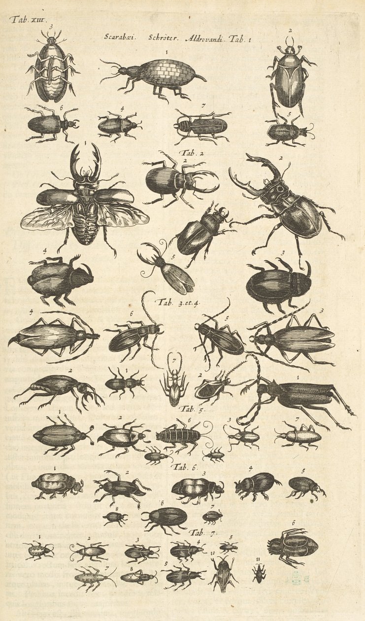 Ficha XIII, Escarabajos, Ilustración de 