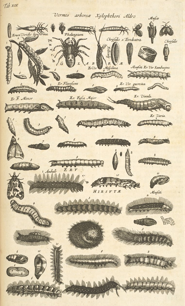 Ficha XIX, Orugas, Ilustración de 