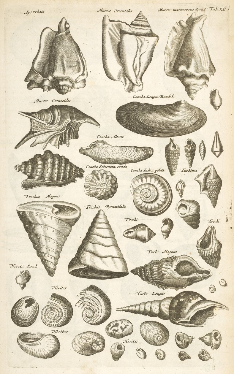 Ficha XI, Varias conchas, Ilustración de 