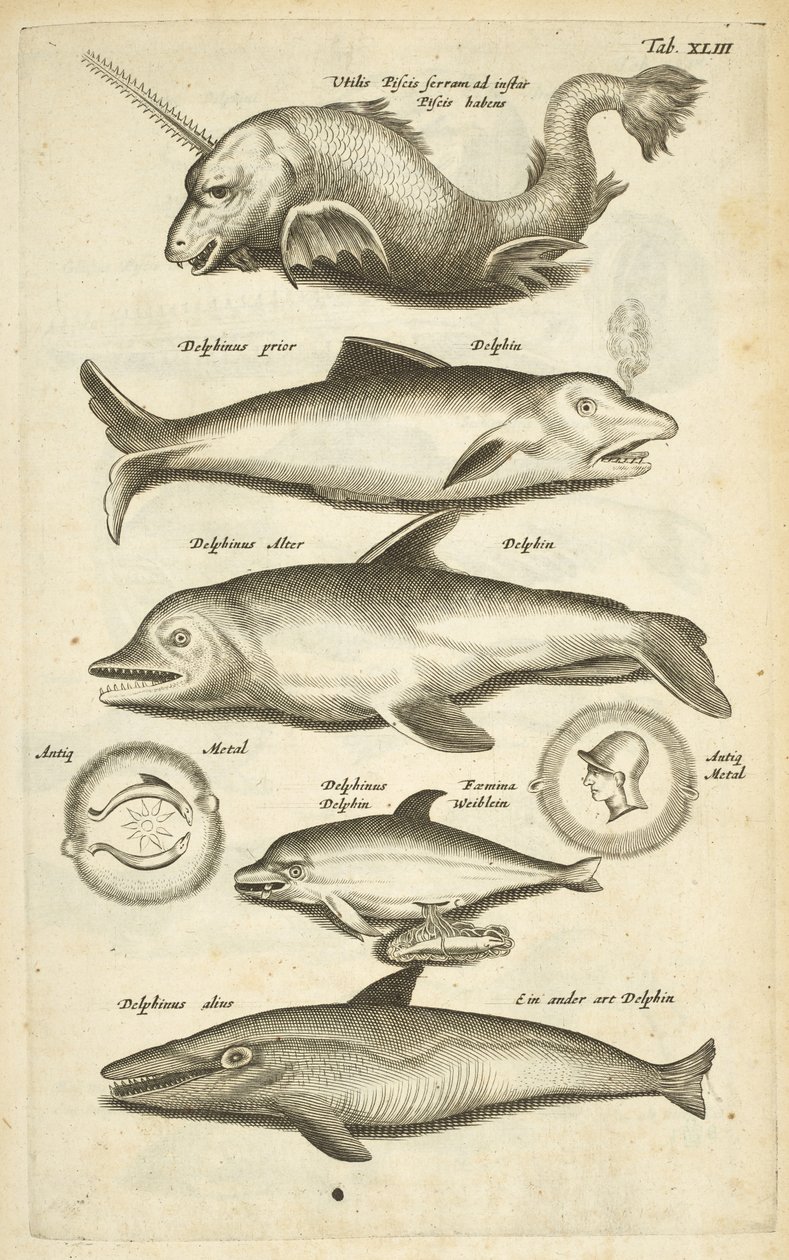 Ficha 43, Delfines, Ilustración de 