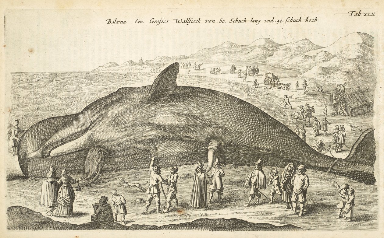 Ficha XLII, Ballena, Ilustración de 