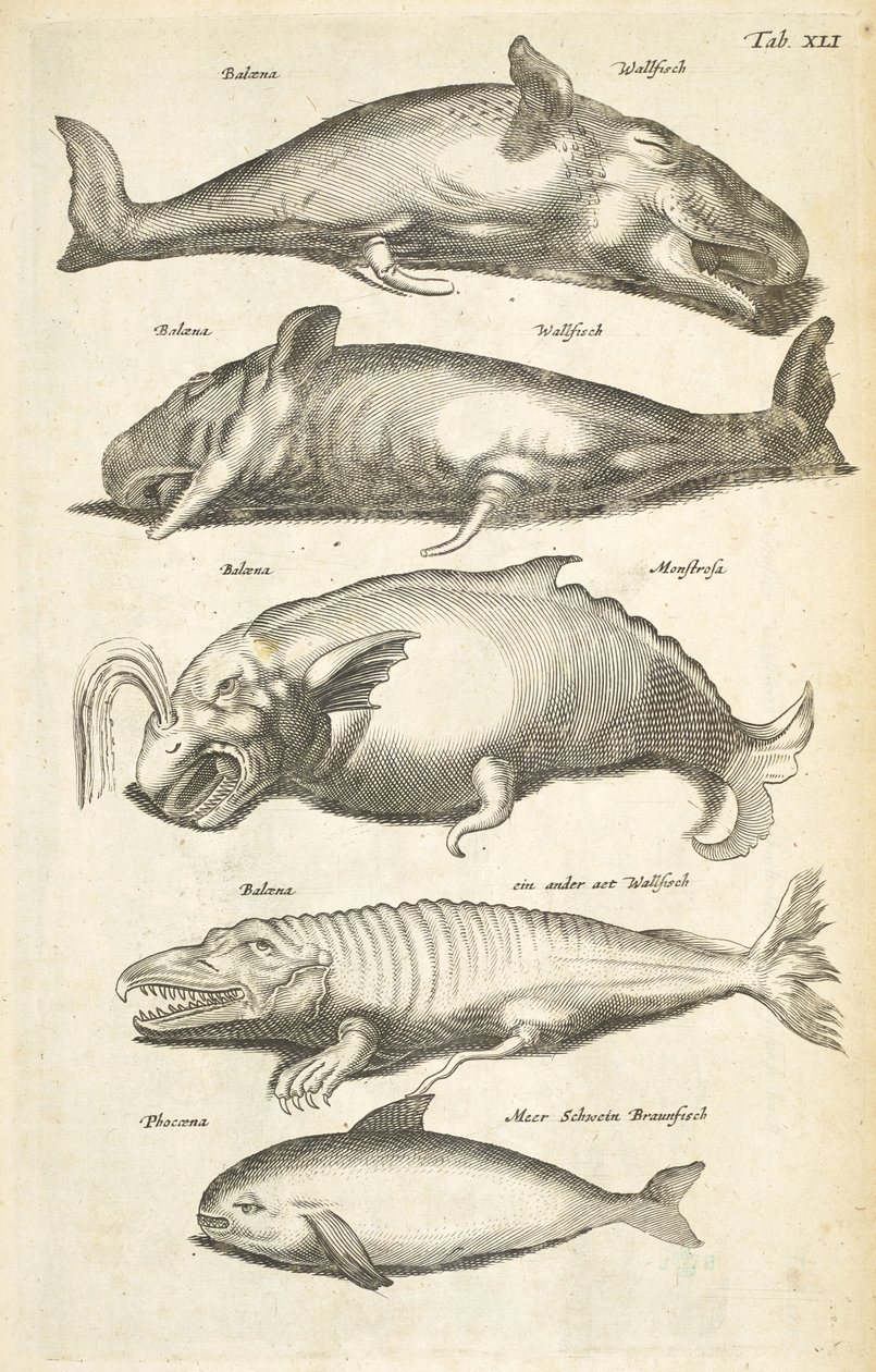 Ficha XLI, Ballenas, Ilustración de 