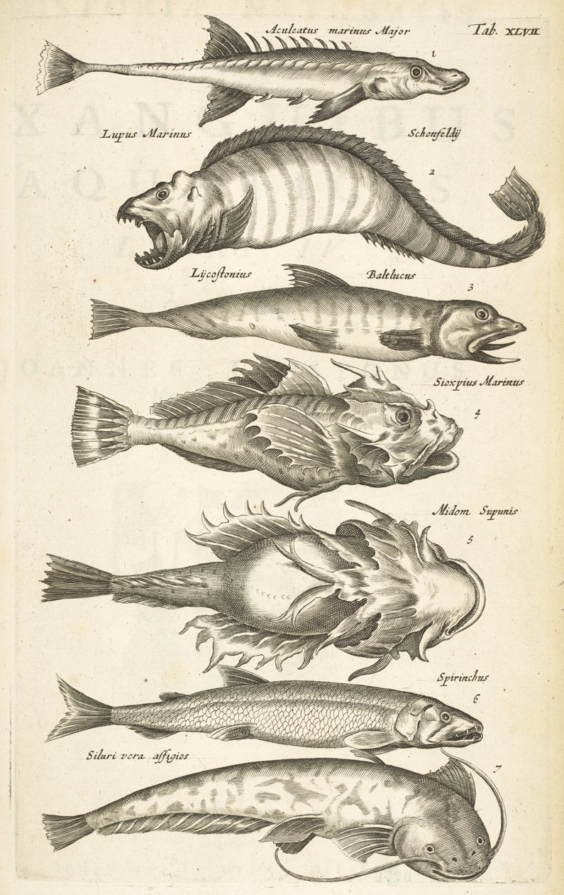 Pestaña 47, Especies de peces, Ilustración de 