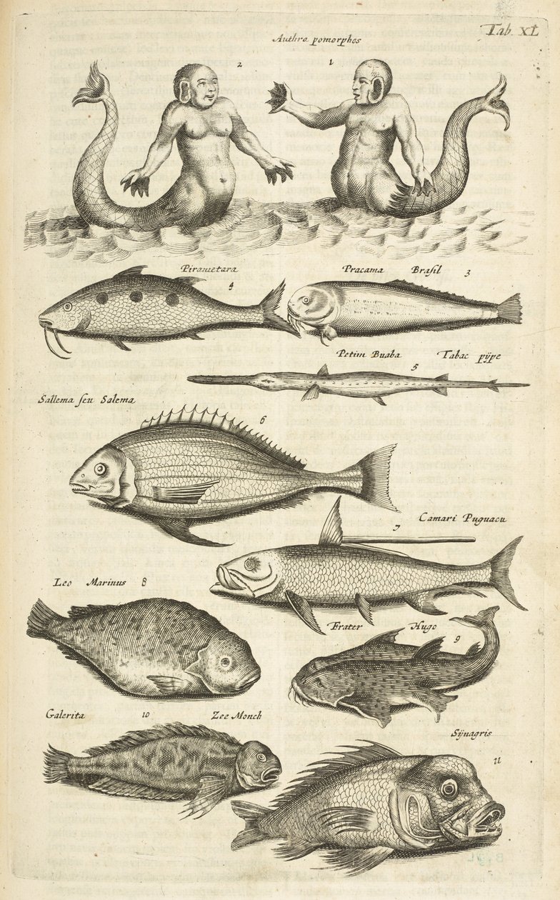 Ficha 40, Antropomorfos; Sirena; Tritón; Peces tropicales, Ilustración de 