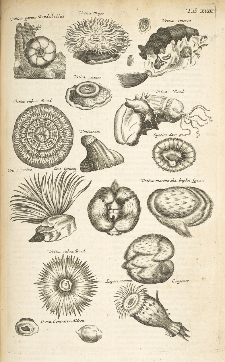 Ficha XVIII, Vida marina, Ilustración de 