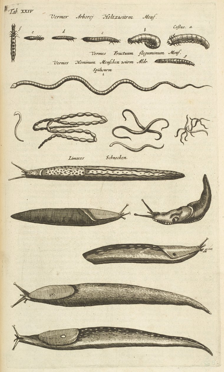 Ficha XXIV, babosas y gusanos, ilustración de 