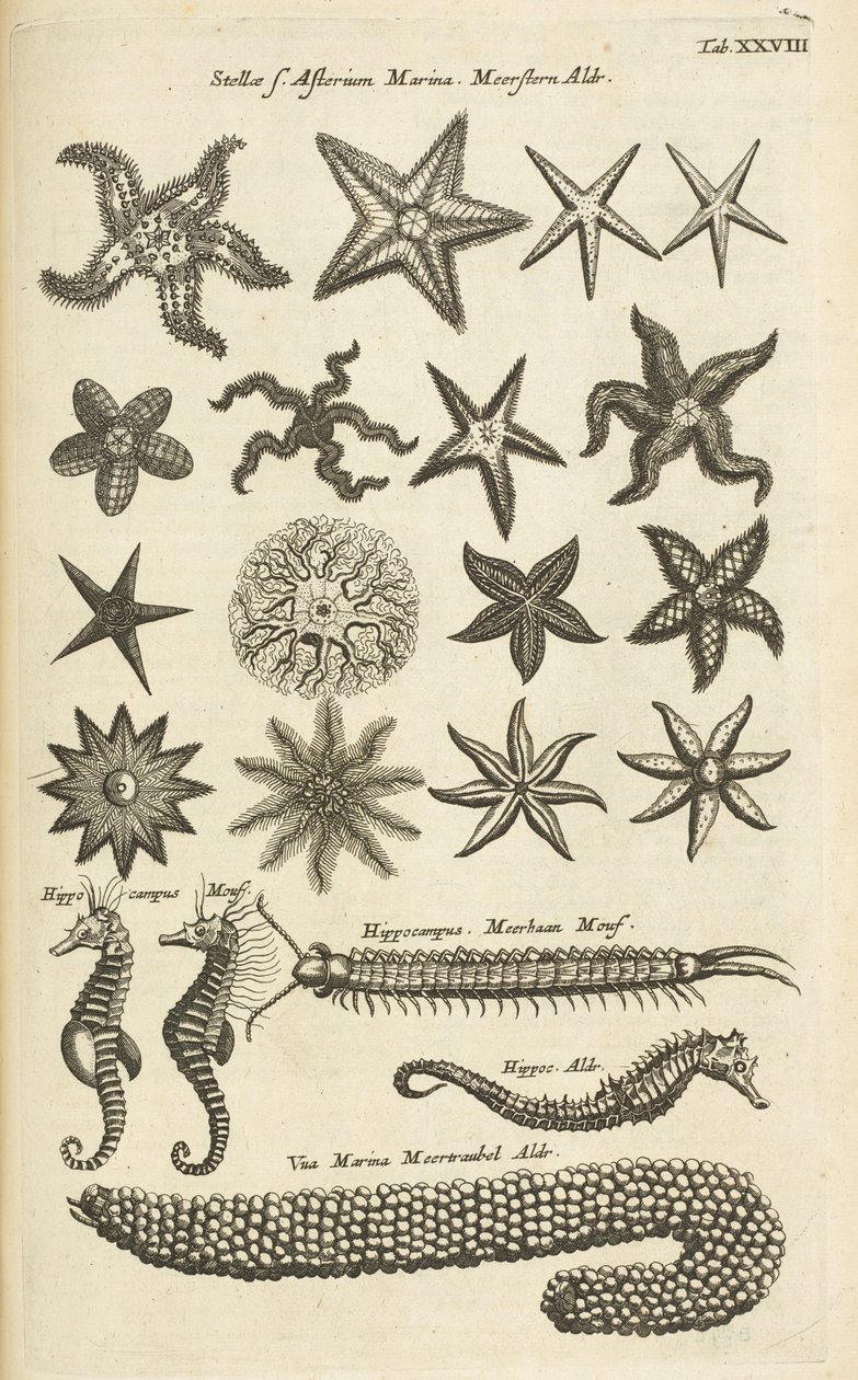 Ficha XXVIII, Estrellas de mar y caballitos de mar, Ilustración de de Mattaus the Younger Merian