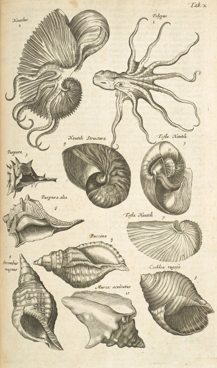 Ficha X, conchas de pulpo y Nautilus, ilustración de 