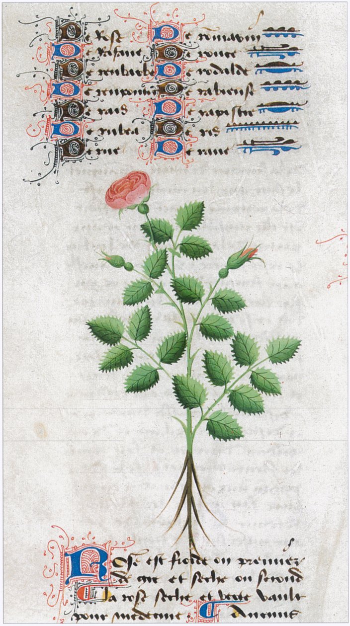  de Matthaeus Platearius