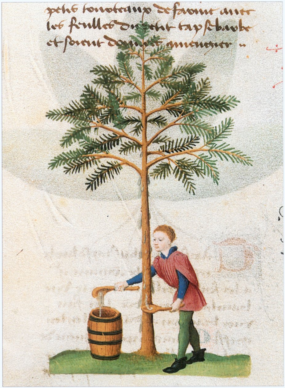 Le Livre des simples medecines - traducción al francés del manuscrito latino del siglo XII de Matthaeus Platearius (pergamino) de Matthaeus Platearius