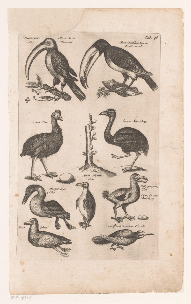 Toekans y andere vogels Historia natural de las aves, Libro 6 J. Jonston (título de la serie) de Matthaus Merian