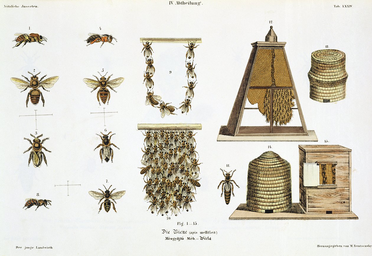 Abejas y apicultura, de 