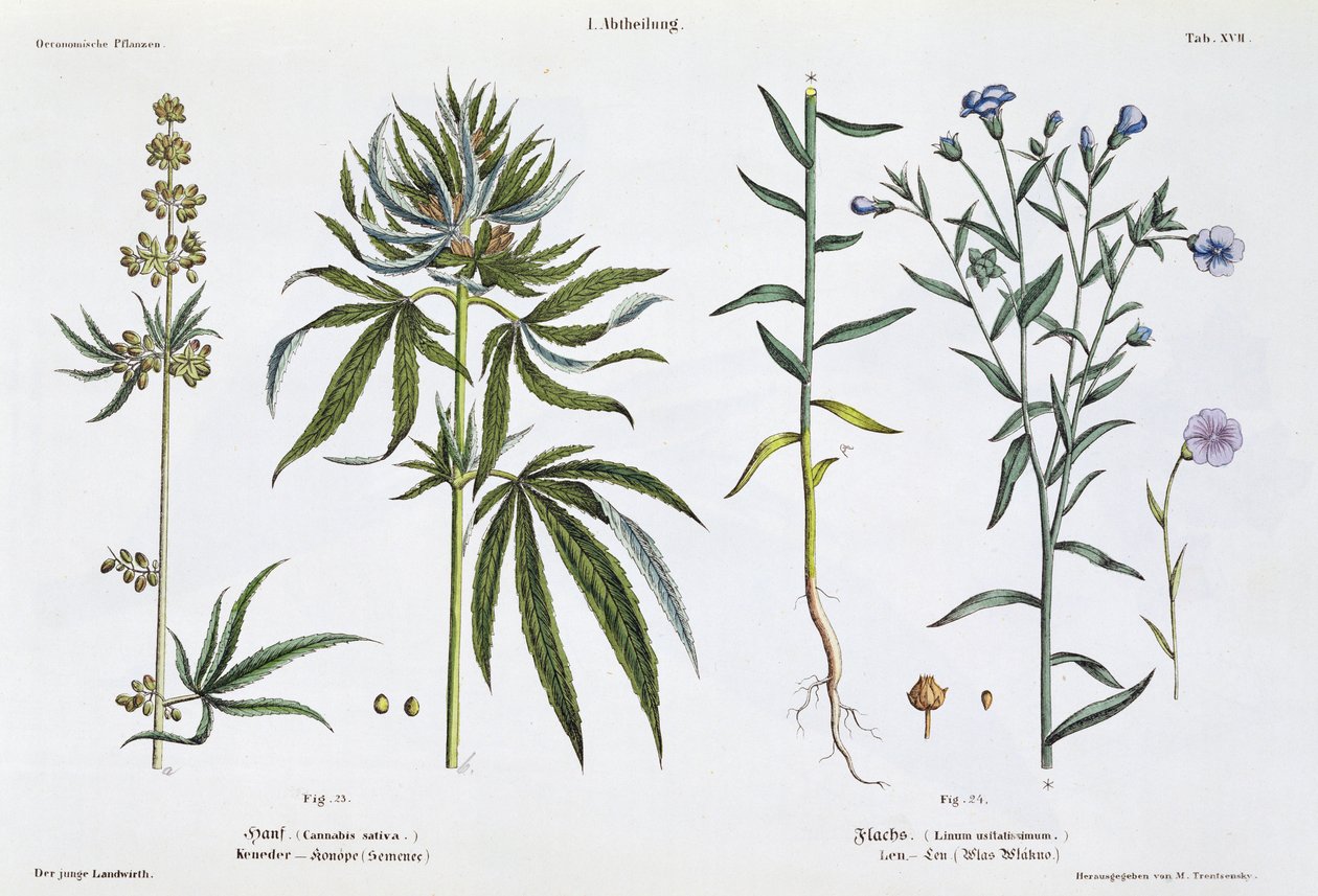Cannabis y lino, de 